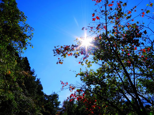 享受楓紅森林浴：東滿步道747341