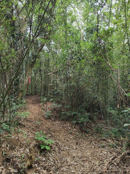 2024.04.14 倒別牛登中坑山飛鳳山O型2922828