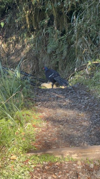 20251225塔山步道(大塔山)2970387