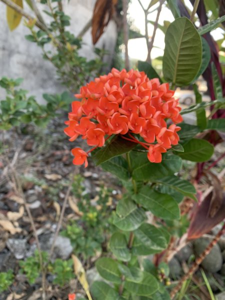 20251122高雄九寮2945276