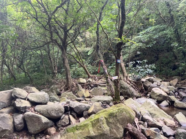 2025/09/07 大屯溪古道2926721