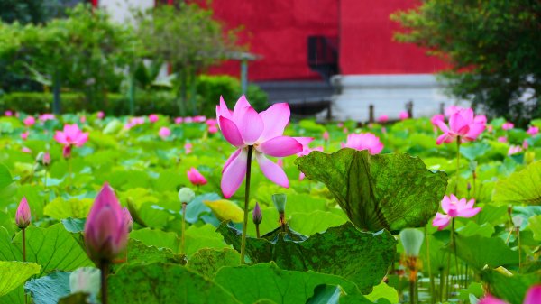 台北植物園3051144