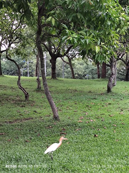 大安森林公園、寧夏夜市、士林夜市【走路趣尋寶】【臺北健走趣】2536321