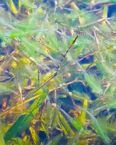 季節限定/尋找向天🦐-鵠沼枝額蟲-上面天山堆雪人2931415