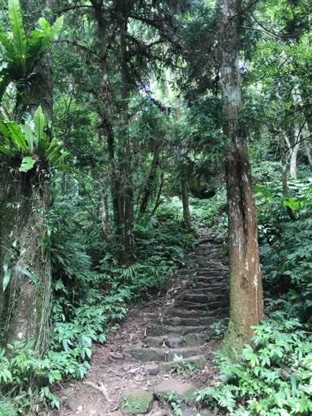 新竹五指山599759