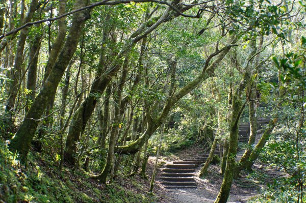 桃園-三峽 志繼山、東眼山、拉卡山、卡外山3005187