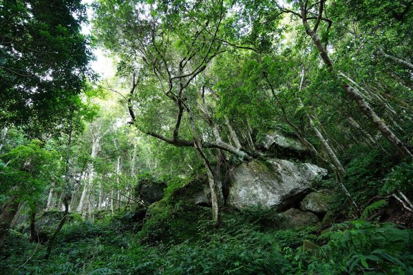 新竹 五峰 油羅山、霞山2798234