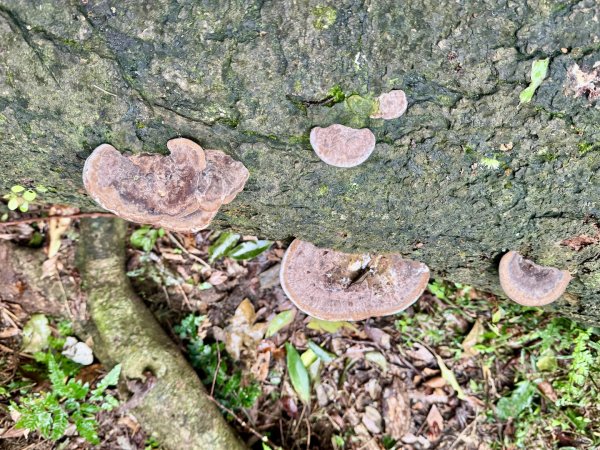 登峰古圳訪高頂山 北五指山 出荷蘭古道 快閃聖人瀑布2981978