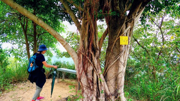 大社觀音山2954786