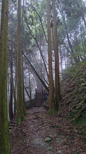 檜山巨木群2918006