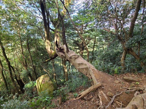 北得拉曼+內鳥嘴山賞山毛櫸1898395