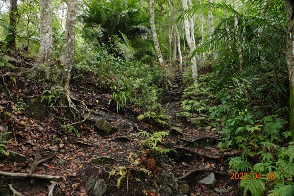 苗栗 泰安 虎山2107193