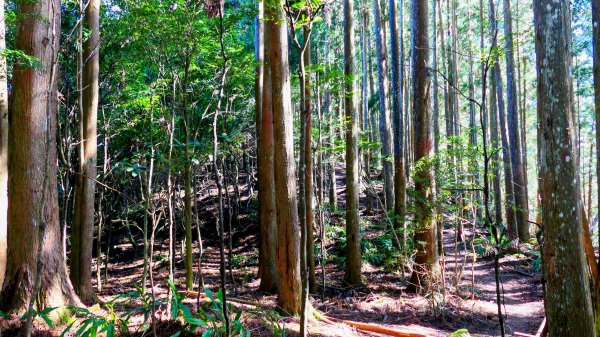 油羅山(一上三下)2959147