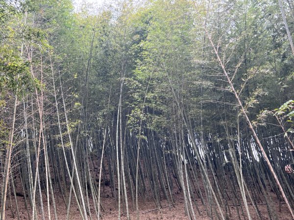 孟宗竹古戰場步道2723514
