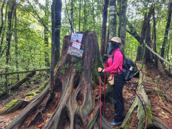 稍來小雪山國家步道、船型山、鞍馬山、鞍馬山東北峰、天池、雪山神木2799850