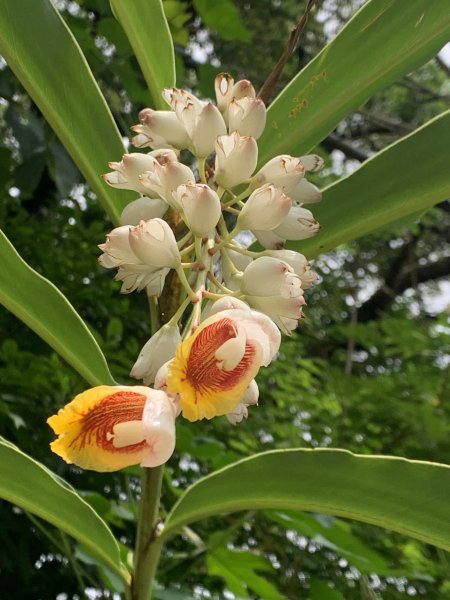 20240608高雄北旗尾南山-北旗尾山-旗尾山2523601