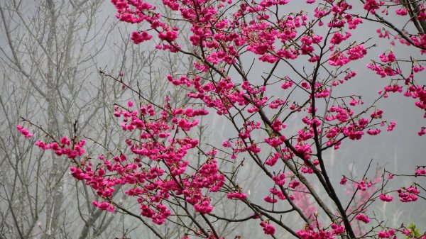 十八彎古道2026578