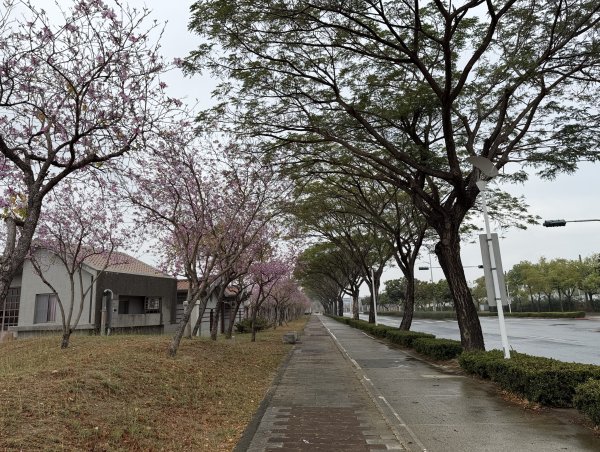 [山海圳_內海之路_第二段] 2026_0228 臺灣歷史博物館_茄拔天后宮3009264