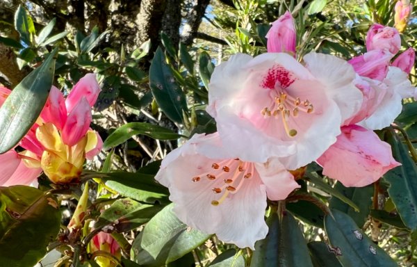 合歡北西峰賞花趣1690819