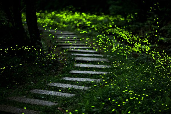 【活動資訊】蒐集寶石漫遊微笑山線 探尋夜晚飛舞小精靈