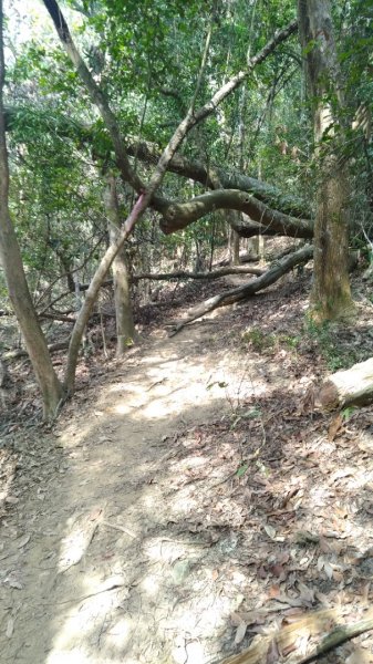 霧峰-奧山(桐林花廊步道)1377599