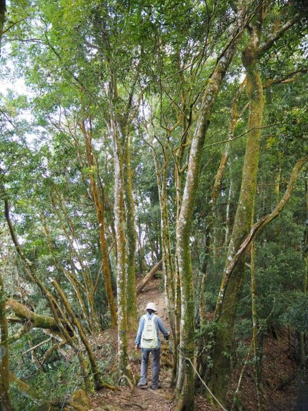苗栗獅潭仙山步道O型20190212523922