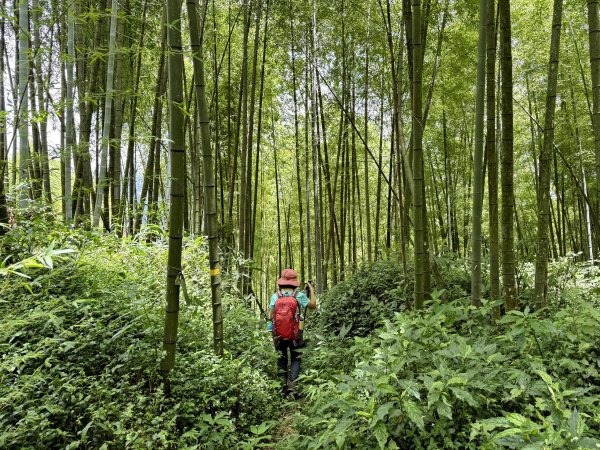 阿里山 奮瑞古道 202506282827167