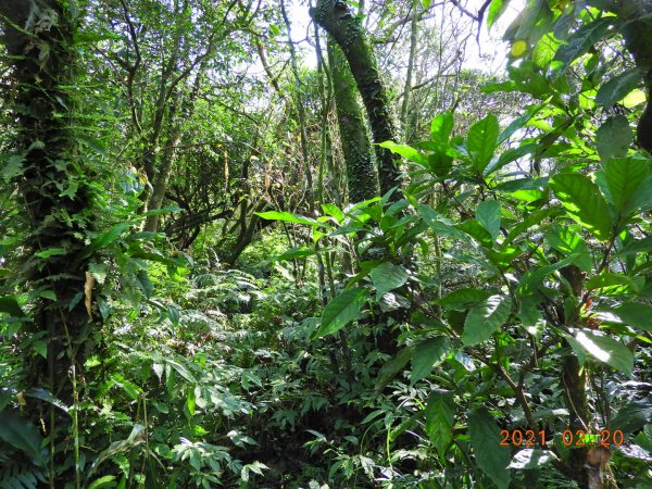 宜蘭 頭城 窖寮山(未竟)1278651
