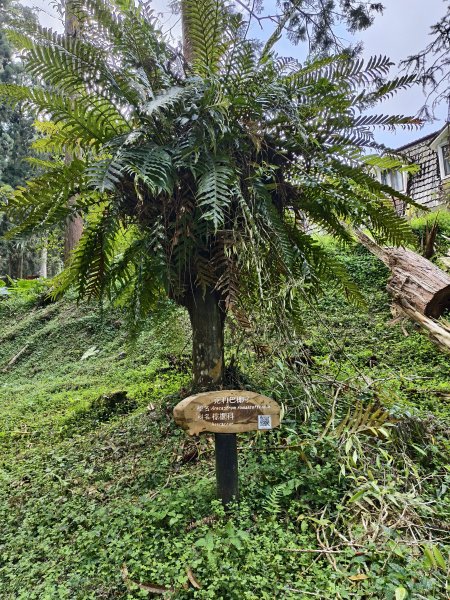 [百山百鳥尋旅-05/15] 2025_0830 溪頭賞鳥步道_賞鳥步道2875035