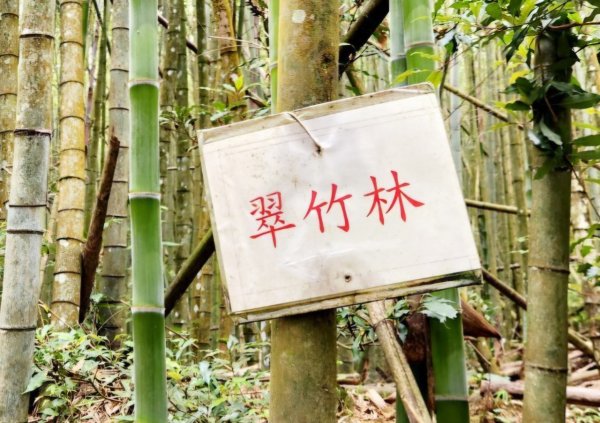 【中級山縱走】最美中級山，鳶嘴西稜縱走（鳶嘴山，醜崠山，長壽山）2741376