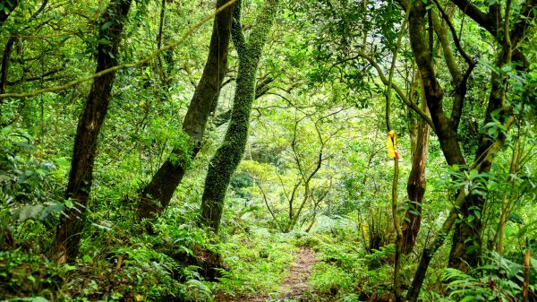 蛇子形古道。美廠產能完售2784743