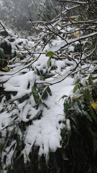 台北後花園下雪了 ！1232081