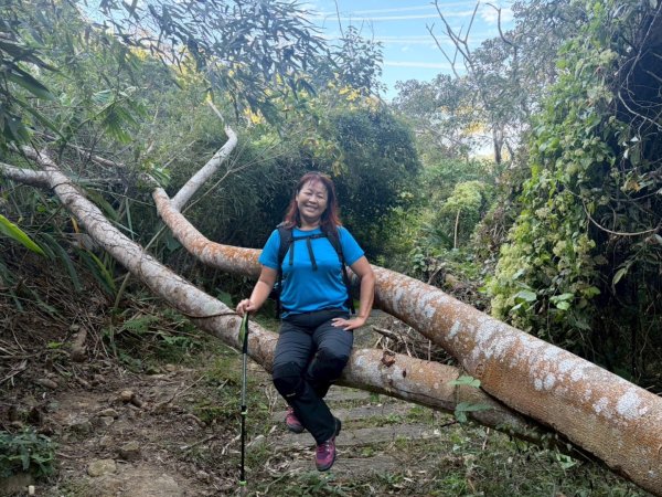 苗栗出磺坑古道、銅纙坑菊2951583