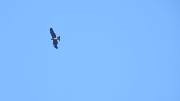 雲山水花鳥蝶 - 天龍國阿伯的日常7/18 & 21、22、292553929