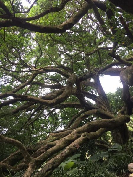 環大台北天際線第8段（迴龍-鶯歌）397669