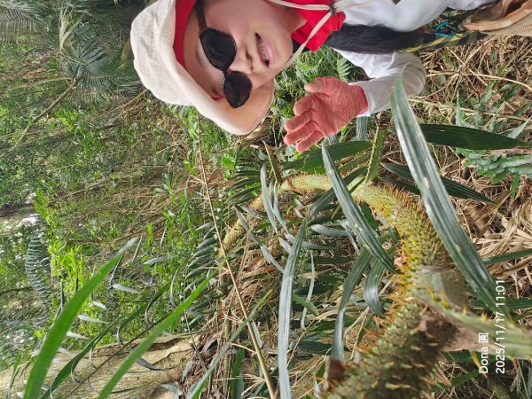 20251117新竹內灣三山四峰(內灣山.麥樹仁山南峰.麥樹仁山.白石湖山)2939904