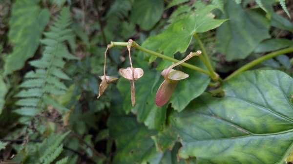 北得拉曼巨木步道2695501