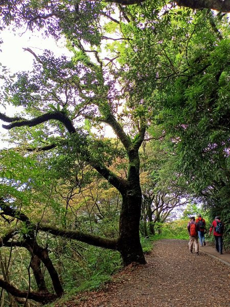 二子坪→菜公坑山→大屯自然公園→二子坪→二子山東、西峰→二子坪1665276