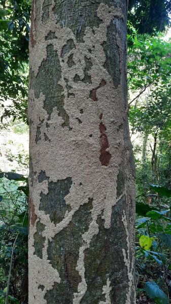 《彰化》卦山少林｜花壇西來園（銀行山）登山步道202412012657888