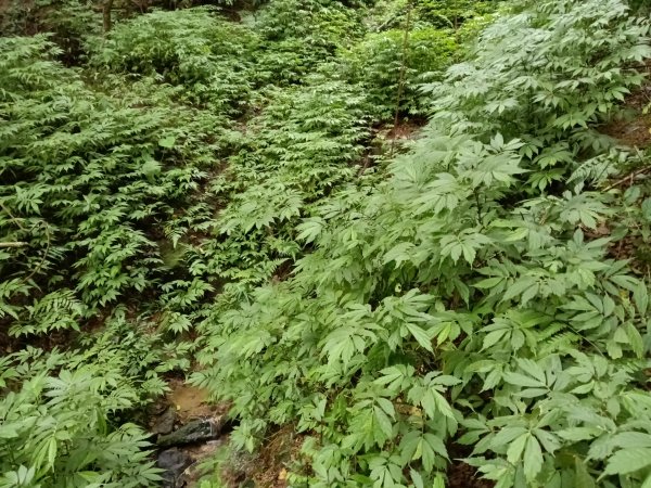 雙溪區石壁坑橋+平林山+武山煤礦土地公+上林山稜線+彎穹越嶺古道+石壁坑橋O型2991284