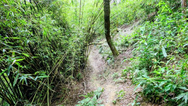 向北的龜溪縱走。評耶哀2777740