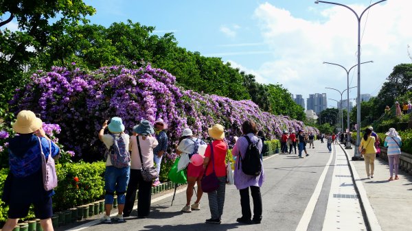 泰山蒜香藤,中港大排2642738