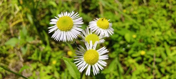 2025/06/22_民都有山登山步道2818033