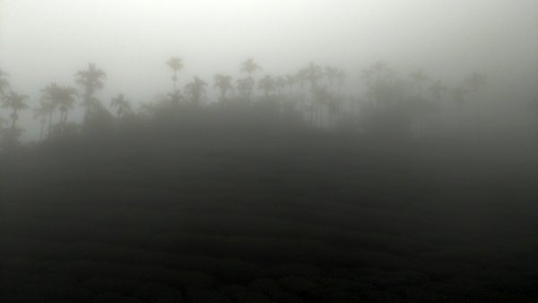 【梨子腳山】2019/11/02720204