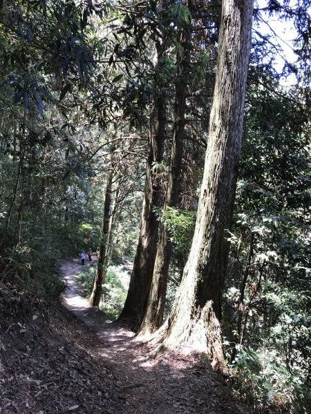 110年5月16日高雄   藤枝國家森林遊樂區1456942