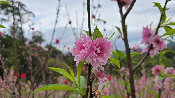 2025貓空杏花林杏花大爆發，粉紅、深紅及白色杏花爭奇鬥艷，從公車站步行20分鐘即抵達2720184