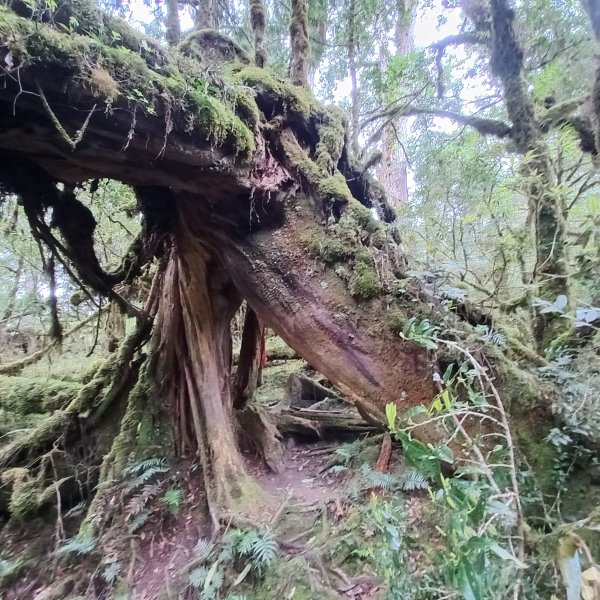 塔魔巴魔塔2698662