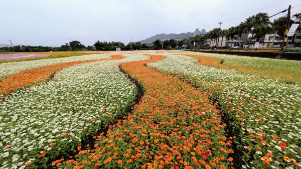 大溪花海的邀約