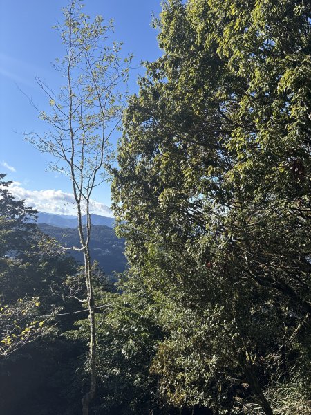 20251225塔山步道(大塔山)2970374