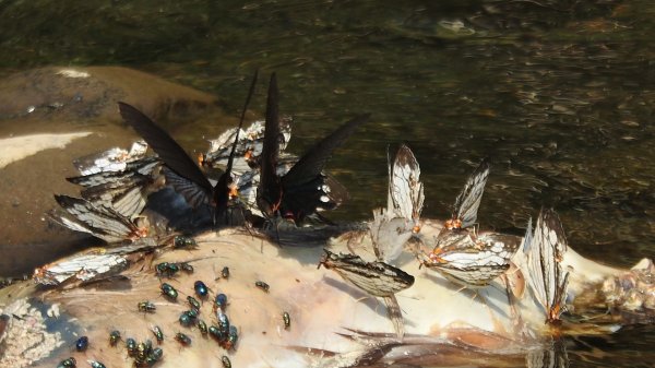 陽明山趴趴走，又到了賞蝶趣的季節 #褐斑毒蛾幼蟲2480552
